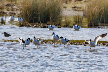 Avocet group - Ian Henderson.jpg